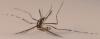 Aedes albopictus